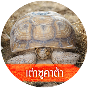 เต่าซูลคาต้า