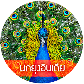 INDIAN PEAFOWL