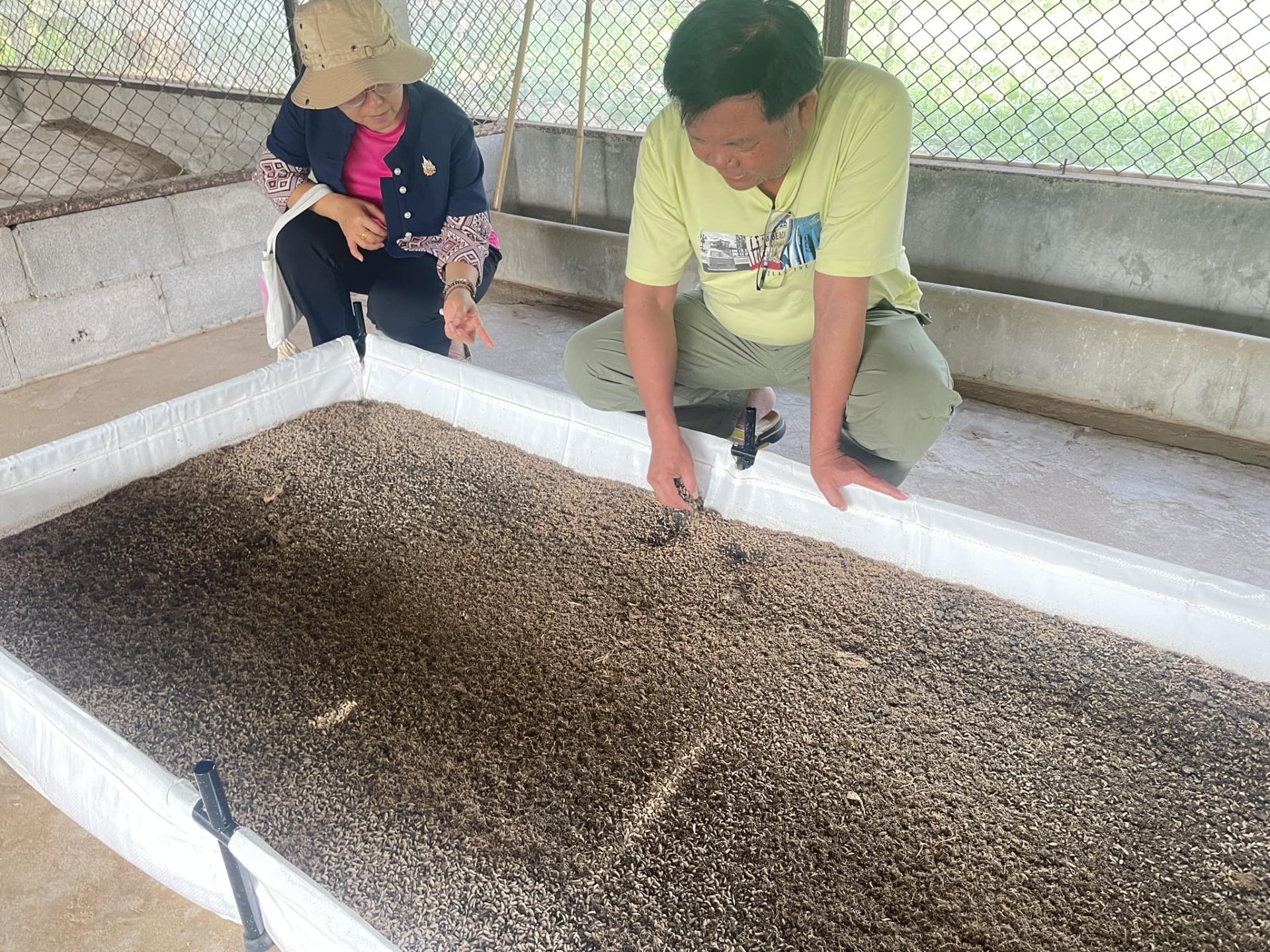 BSF FARM Black Soldier Fly Insect Farm (BSF)