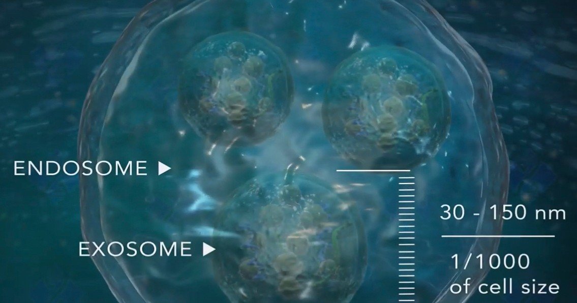 Exosome (เอ็กโซโซม) นวัตกรรมดูแลปัญหาผิว ฝ้า ผมร่วงผมบาง คืออะไรช่วยอะไรได้บ้าง ? (Update from IMCAS) Exosome (เอ็กโซโซม) นวัตกรรมดูแลปัญหาผิว ฝ้า ผมร่วงผมบาง คืออะไรช่วยอะไรได้บ้าง ? (Update from IMCAS)