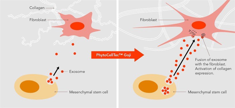 Exosome (เอ็กโซโซม) นวัตกรรมดูแลปัญหาผิว ฝ้า ผมร่วงผมบาง คืออะไรช่วยอะไรได้บ้าง ? (Update from IMCAS) Exosome (เอ็กโซโซม) นวัตกรรมดูแลปัญหาผิว ฝ้า ผมร่วงผมบาง คืออะไรช่วยอะไรได้บ้าง ? (Update from IMCAS)