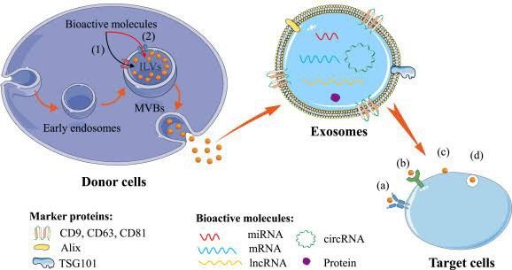 Exosome (เอ็กโซโซม) นวัตกรรมดูแลปัญหาผิว ฝ้า ผมร่วงผมบาง คืออะไรช่วยอะไรได้บ้าง ? (Update from IMCAS) Exosome (เอ็กโซโซม) นวัตกรรมดูแลปัญหาผิว ฝ้า ผมร่วงผมบาง คืออะไรช่วยอะไรได้บ้าง ? (Update from IMCAS)