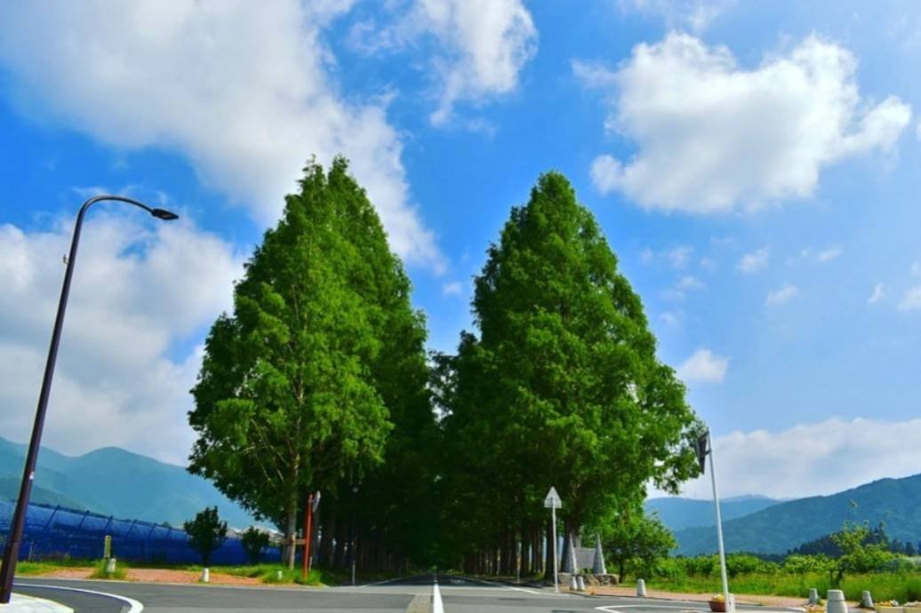 สนมาคิโนะ สนหลายใจ ใยเปลี่ยนไปทุกฤดู    สนมาคิโนะ สนหลายใจ ใยเปลี่ยนไปทุกฤดู