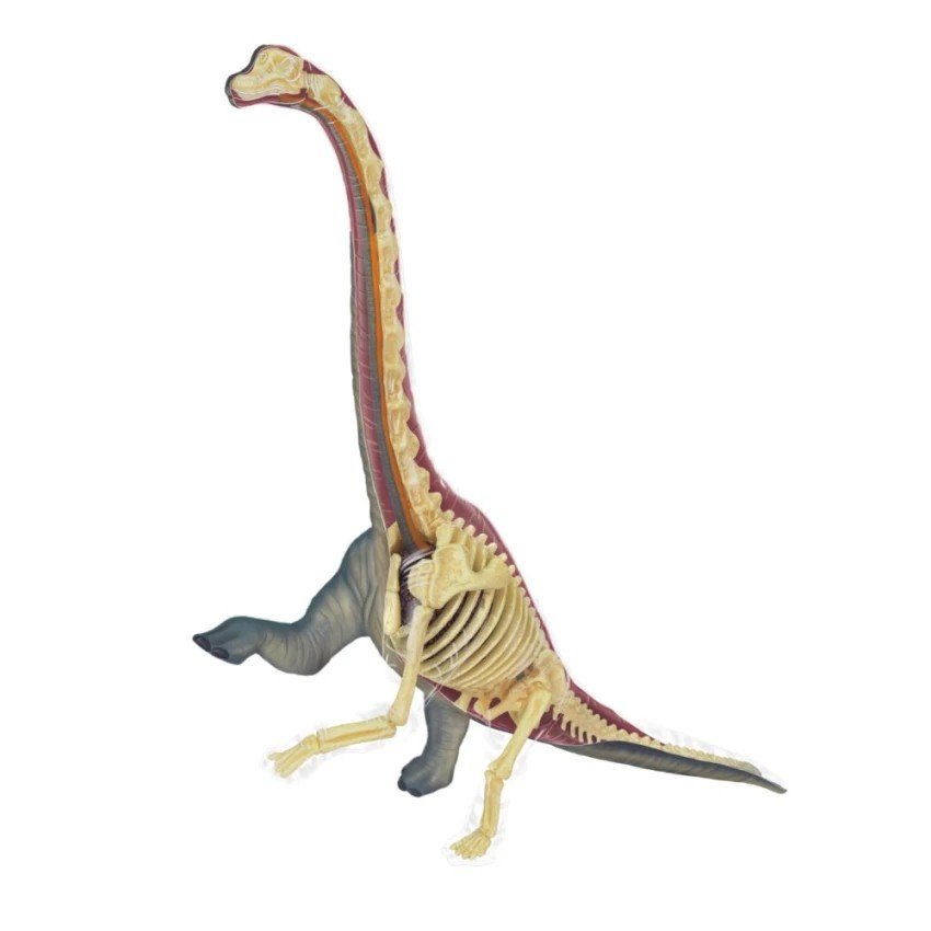 4D Vision หุ่นไดโนเสาร์ Brachiosaurus