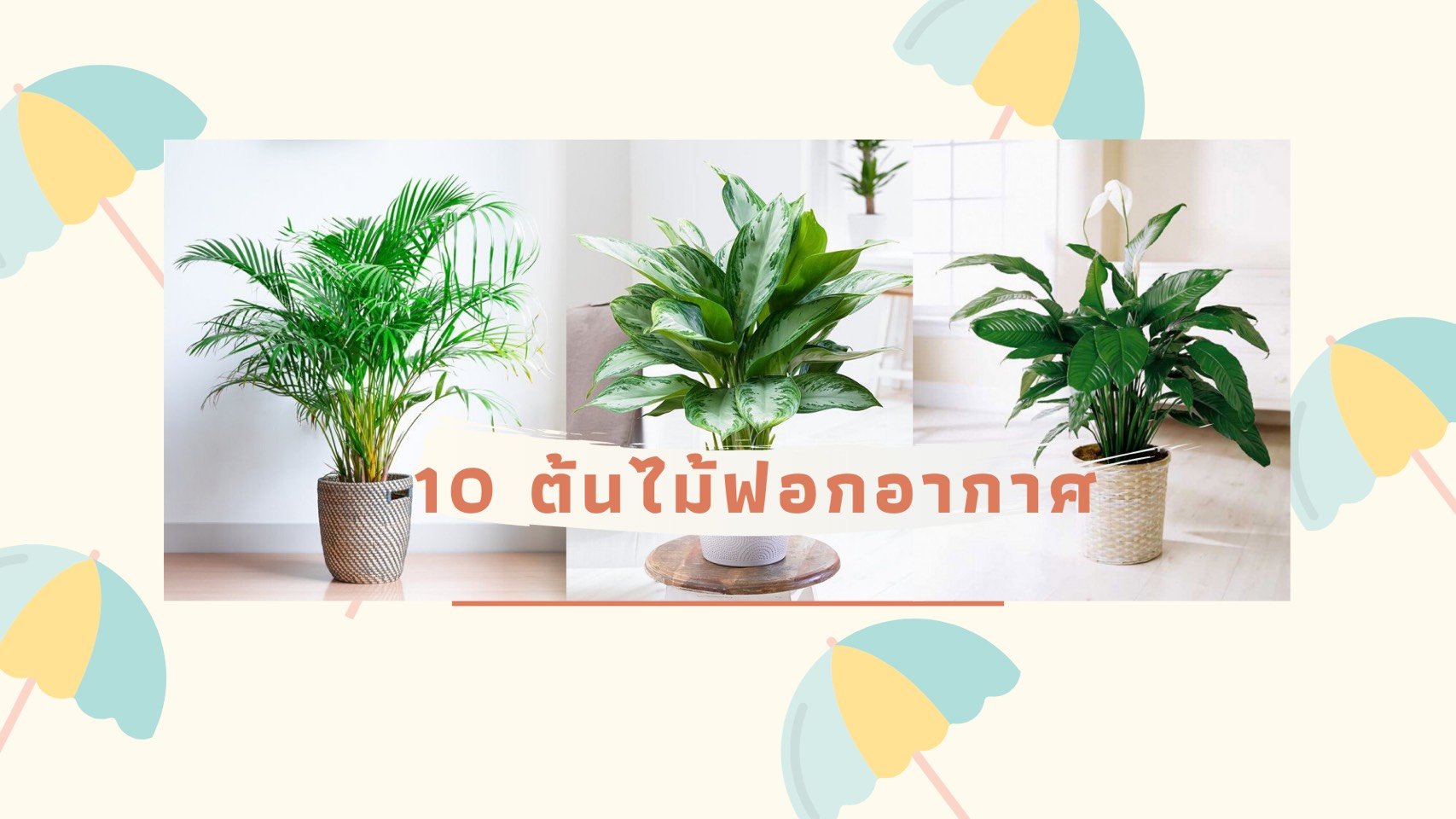 10 ต้นไม้ฟอกอากาศ สำหรับปลูกในบ้าน ช่วยดูดซับสารพิษอันตรายได้