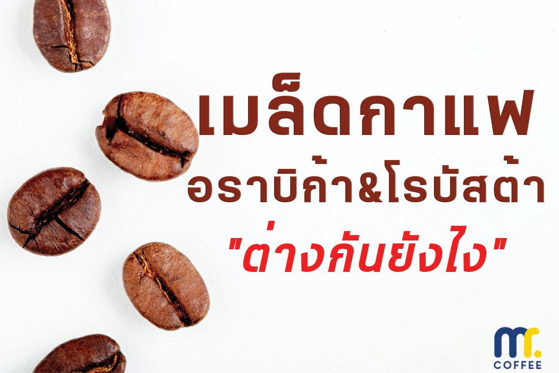 เมล็ดกาแฟ อราบิก้า&โรบัสต้า "ต่างกันยังไง"