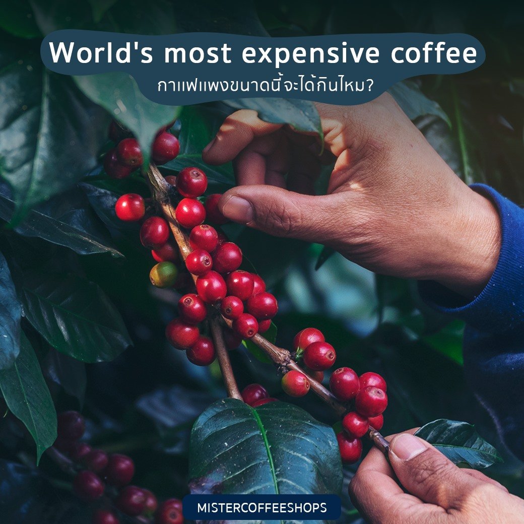 World's most expensive coffee  ราคากาเเฟเเพงขนาดนี้จะได้กินไหม?