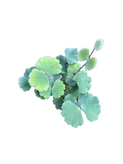 Adiantum thongthamii Suksathan