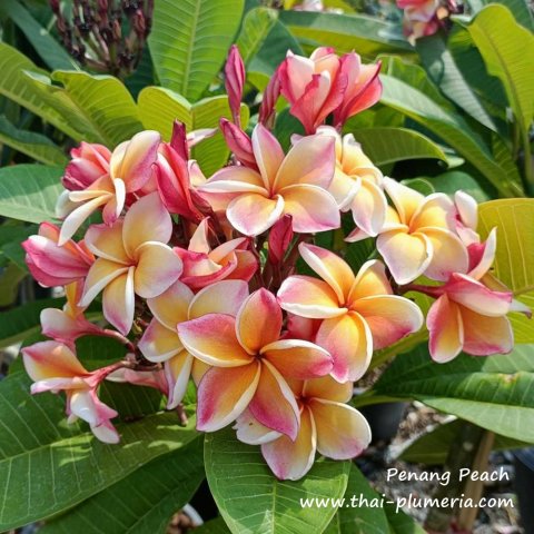 Plumeria plant PENANG PEACH