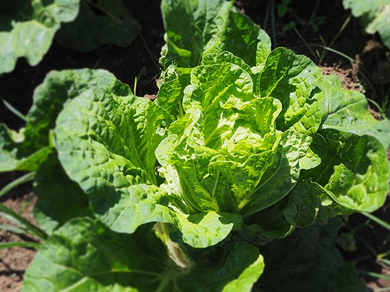 npfood.com