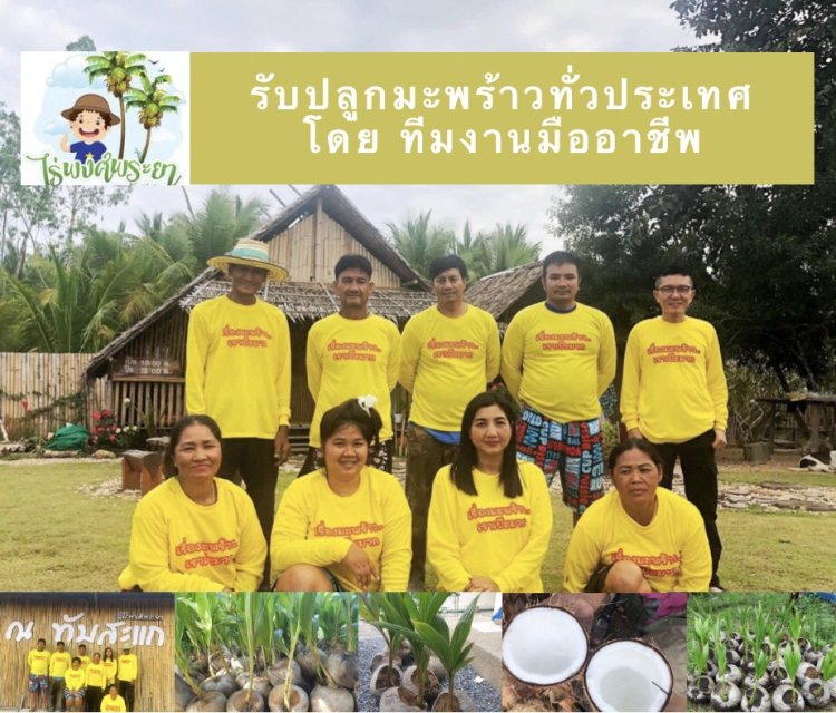 รับจ้างปลูกมะพร้าวทั่วประเทศ ปลูกมะพร้าวบนที่ดินว่างเปล่า