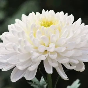 ดอกเบญจมาศ ดอกเบญจมาศ