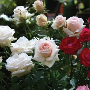 ดอกกุหลาบ