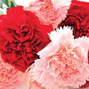 ดอกคาร์เนชั่น ดอกคาร์เนชั่น