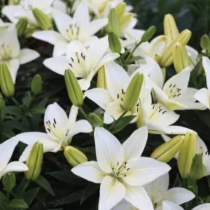 ดอกลิลลี่