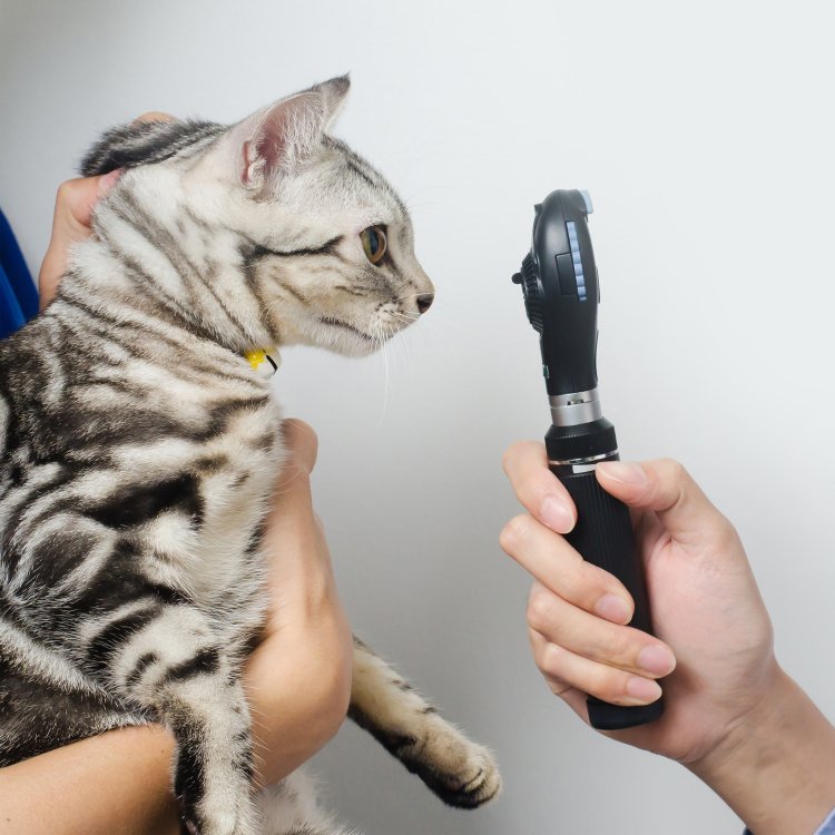 Ivet International Animal Hospital Open 24 Hours