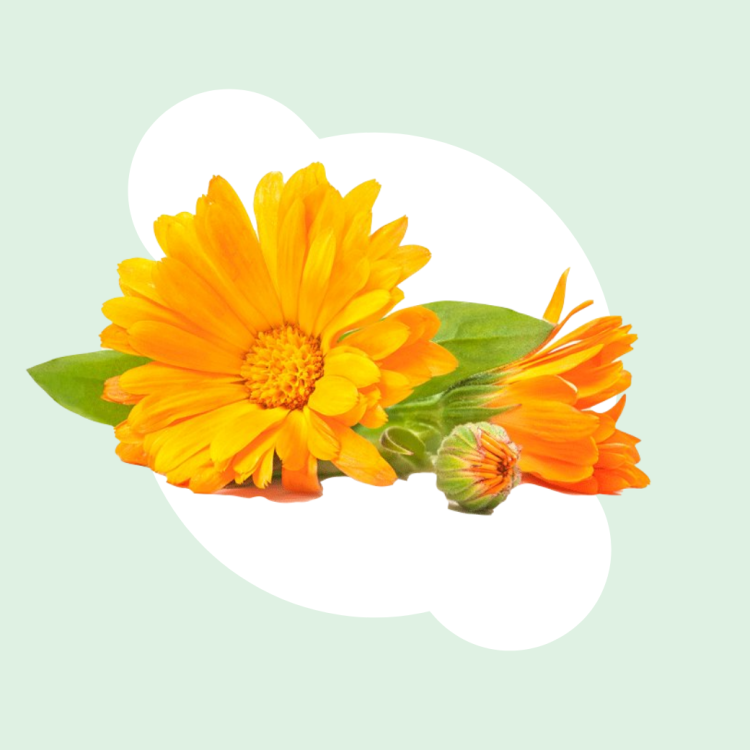 สารสกัด Calendula ในยาสีฟันเด็ก