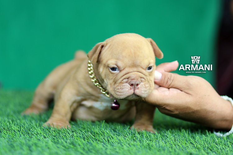 Armani1_tntkennel_ฟาร์มบูลลี่นครปฐม Armani1_tntkennel_ฟาร์มบูลลี่นครปฐม