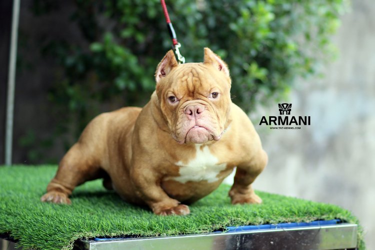 Armani1_tntkennel_ฟาร์มบูลลี่นครปฐม