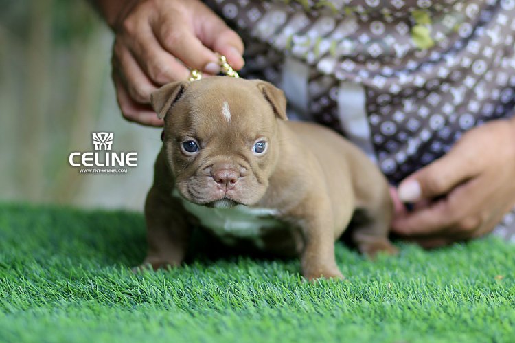 Celine1_tntkennel_ฟาร์มบูลลี่นครปฐม Celine1_tntkennel_ฟาร์มบูลลี่นครปฐม