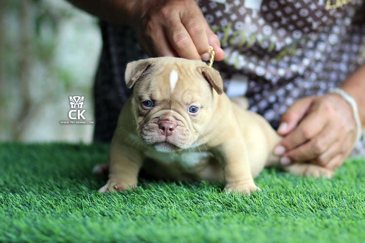 Ck1_tntkennel_ฟาร์มบูลลี่นครปฐม Ck1_tntkennel_ฟาร์มบูลลี่นครปฐม