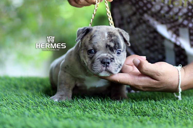 Hermes1_tntkennel_ฟาร์มบูลลี่นครปฐม