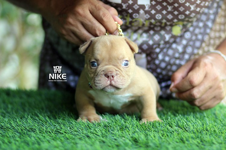 Nike1_tntkennel_ฟาร์มบูลลี่นครปฐม Nike1_tntkennel_ฟาร์มบูลลี่นครปฐม
