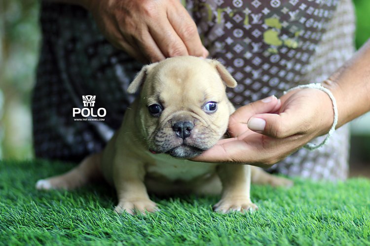 Polo2_tntkennel_ฟาร์มบูลลี่นครปฐม
