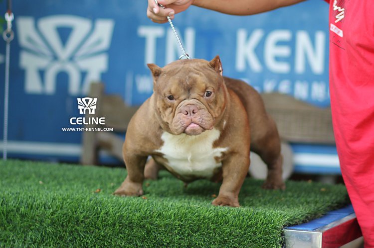 Celine01_tntkennel_ฟาร์มบูลลี่นครปฐม_0