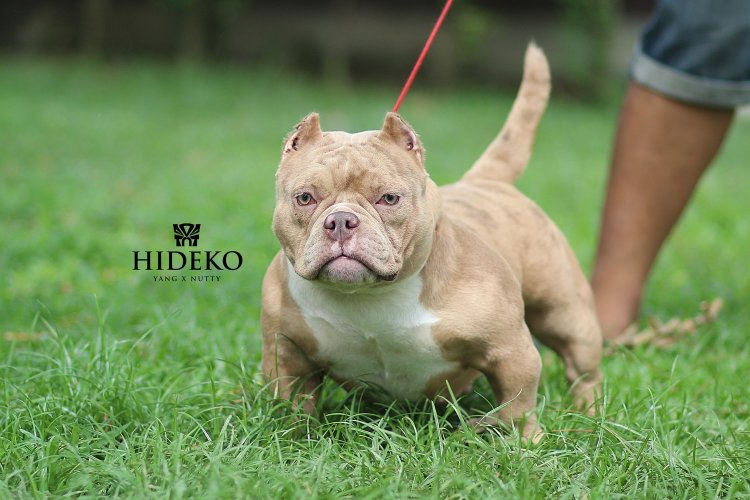 Hideko_tntkennel_ฟาร์มบูลลี่นครปฐม
