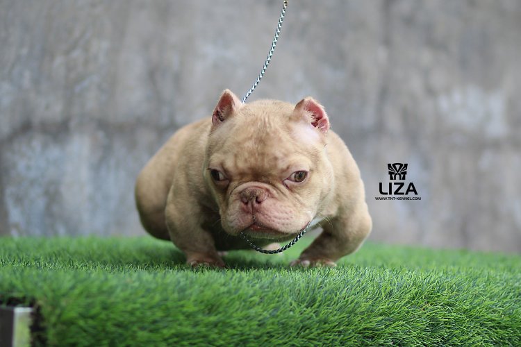 LIZA3_tntkennel_ฟาร์มบูลลี่นครปฐม