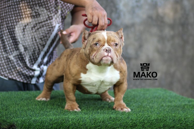 Mako_tntkennel_ฟาร์มบูลลี่นครปฐม01_0