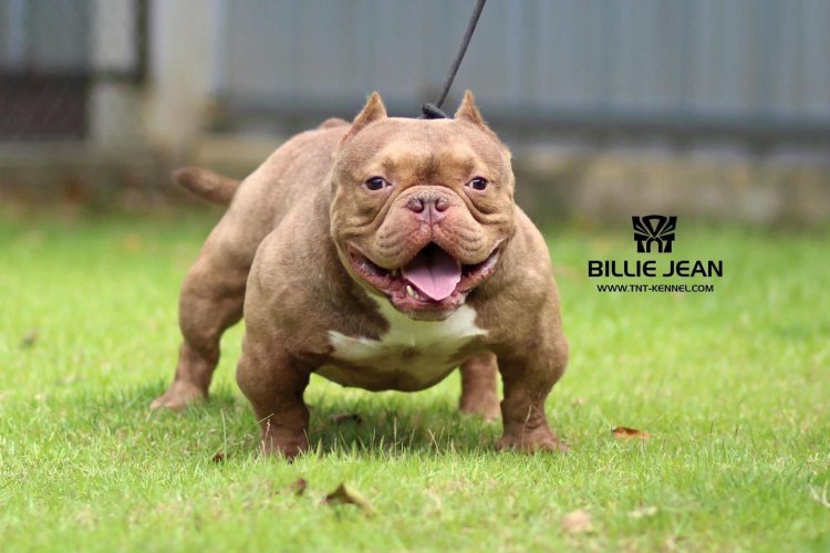 BillieJean_tntkennel_ฟาร์มบูลลี่นครปฐม_อเมริกันบูลลี่