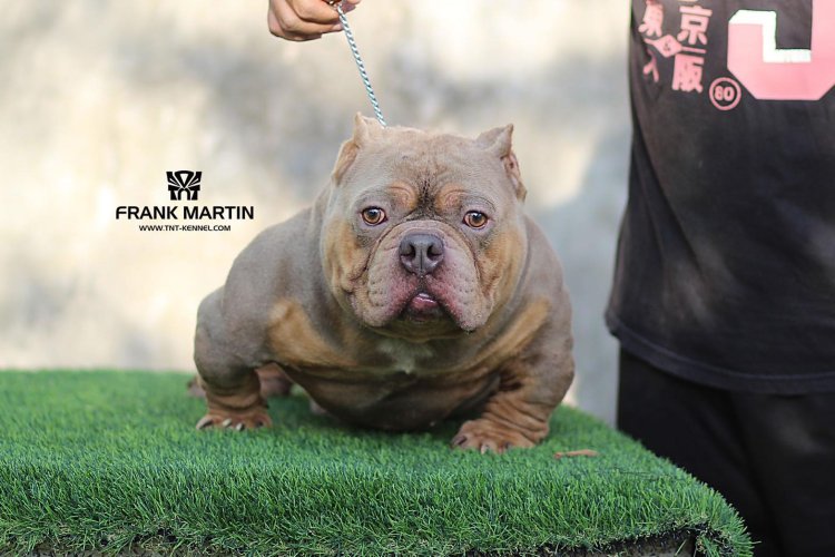 FrankMartin_tntkennel_ฟาร์มบูลลี่นครปฐม_อเมริกันบูลลี่