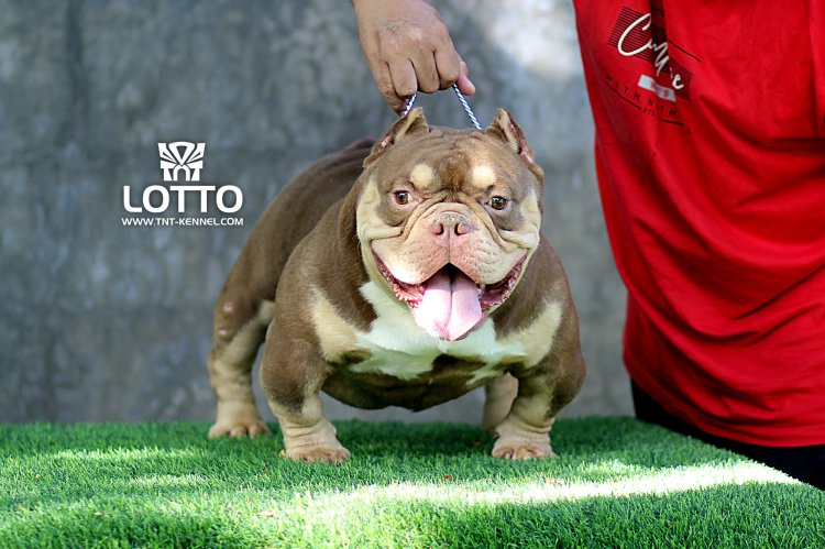 Lotto01_tntkennel_ฟาร์มบูลลี่นครปฐม_0