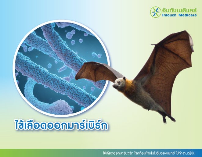 ไข้เลือดออกมาร์บวร์ก โรคต้องห้ามในใบรับรองแพทย์ ไปทํางานญี่ปุ่น