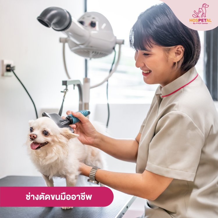 ช่างตัดขนมืออาชีพ