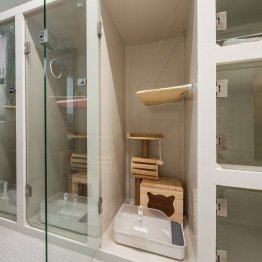 คลินิกแมว คลินิกแมว