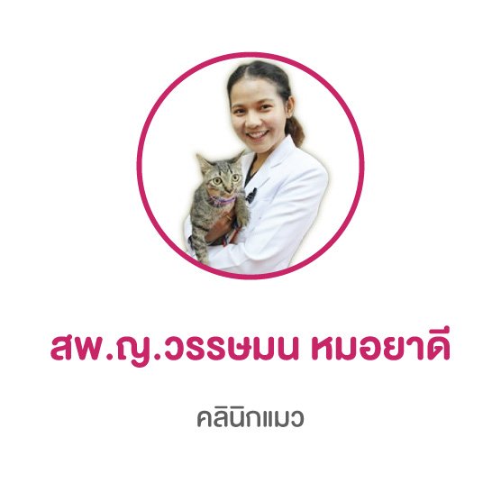 แพทย์ประจำคลินิกแมว