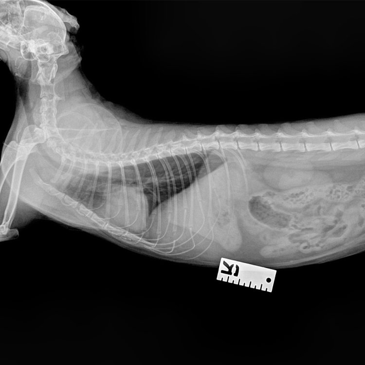 เอกซเรย์ (X-Ray) เอกซเรย์ (X-Ray)