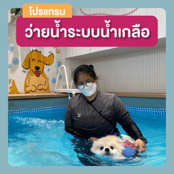 ว่ายน้ำสุนัข
