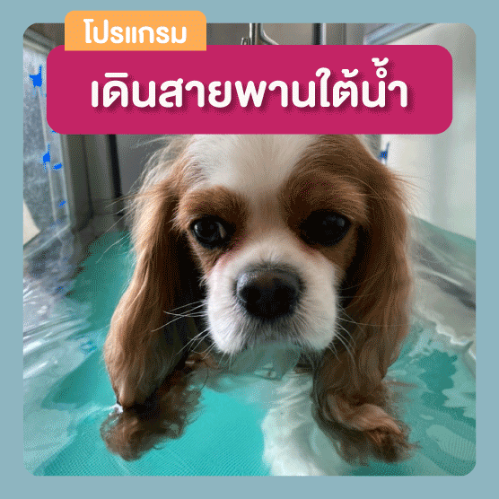 เดินสายพานใต้น้ำสุนัข