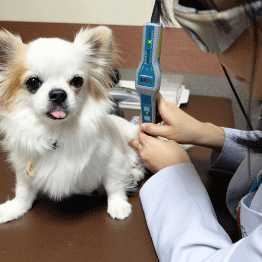 ขาหลังอ่อนแรง