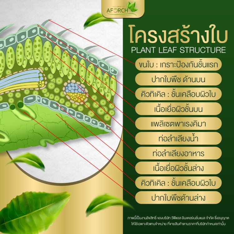 โครงสร้างใบพืช