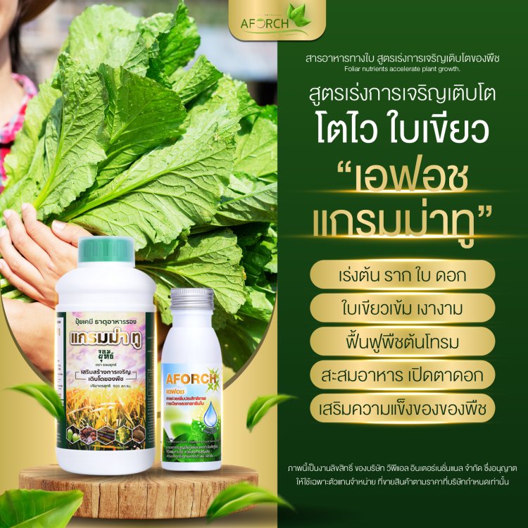 แกรมม่าทู