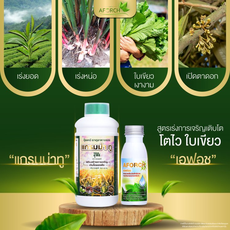 ประโยชน์แกรมม่าทู