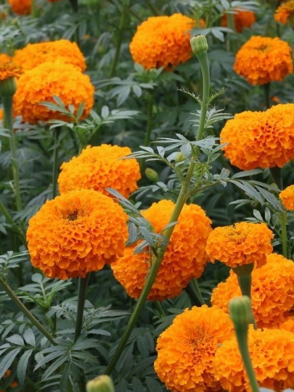 Cut Flower Marigold ดาวเรือง ตัดดอก Agaagro
