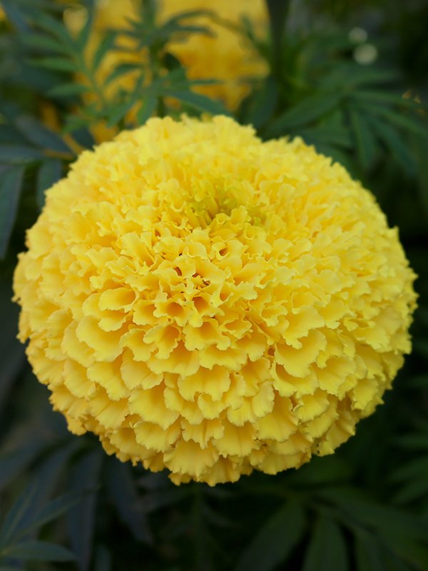 Cut Flower Marigold ดาวเรือง ตัดดอก Agaagro