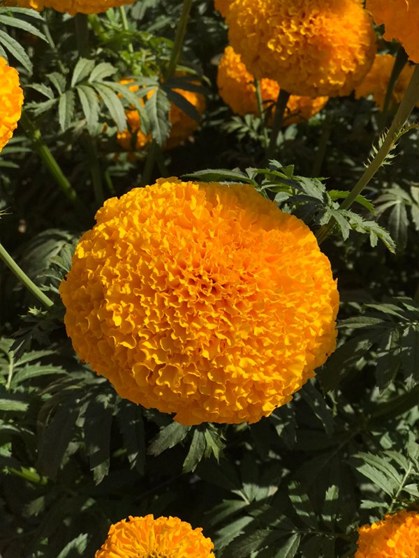 Cut Flower Marigold ดาวเรือง ตัดดอก จากเอกะ อะโกร agaagro