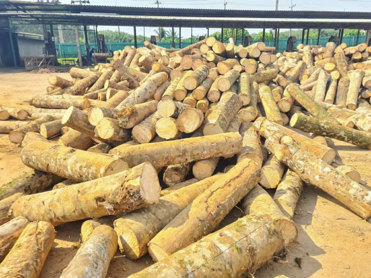 Rubberwood Logs in the rubberwood value chain